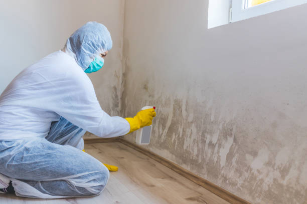 Licensed Mold Remediation service in Kingston, NJ - 24 Hour Mold Removal
