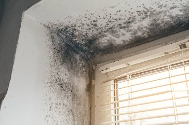Affordable Mold Remediation solutions in Kingston, NJ