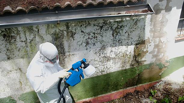 Top rated local Mold Remediation specialists in Kingston, NJ